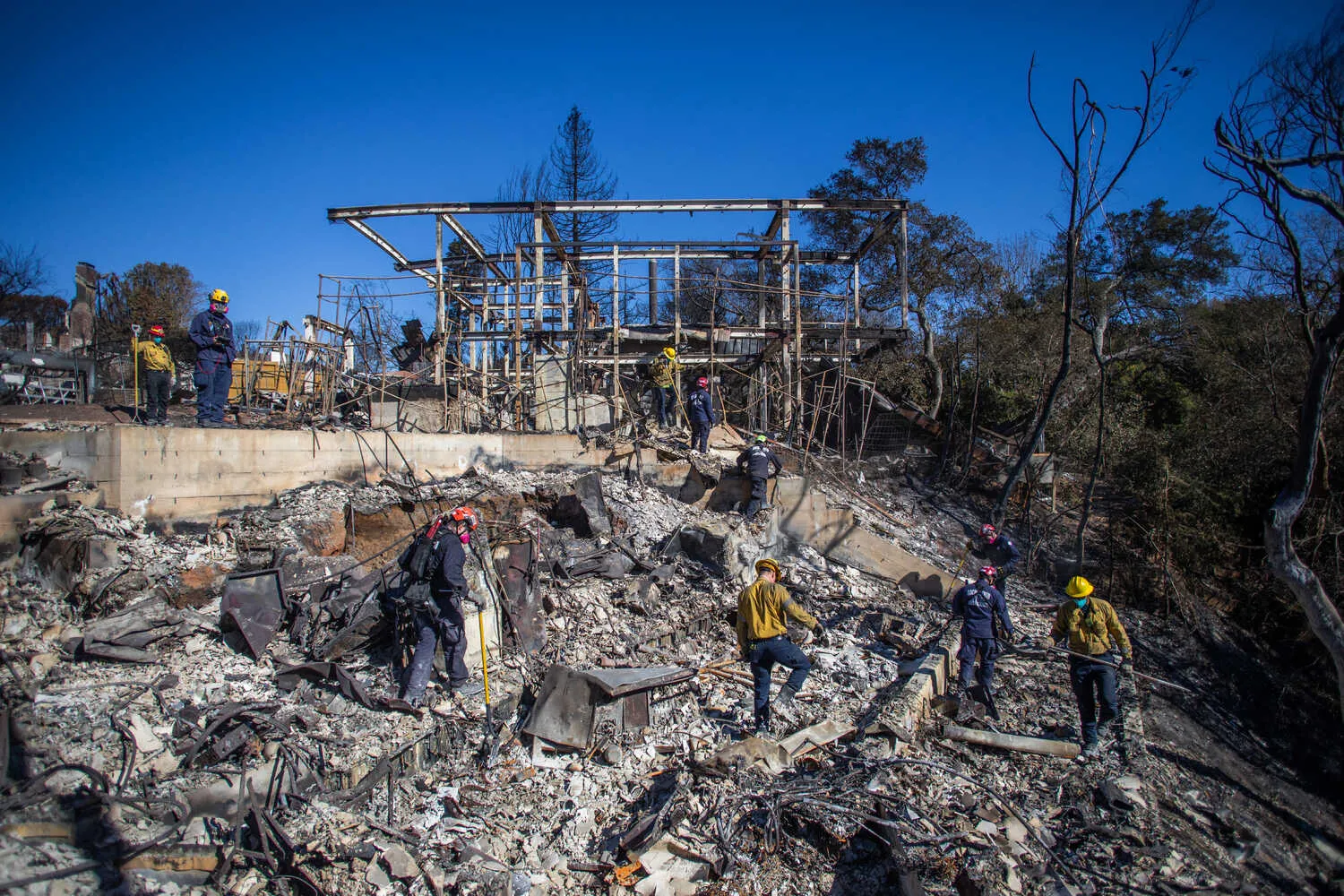 Тихоокеанський палісад.